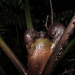 Cyathea madagascariensis - Photo no hay derechos reservados, subido por Romer Rabarijaona