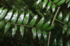 Cyathea madagascariensis