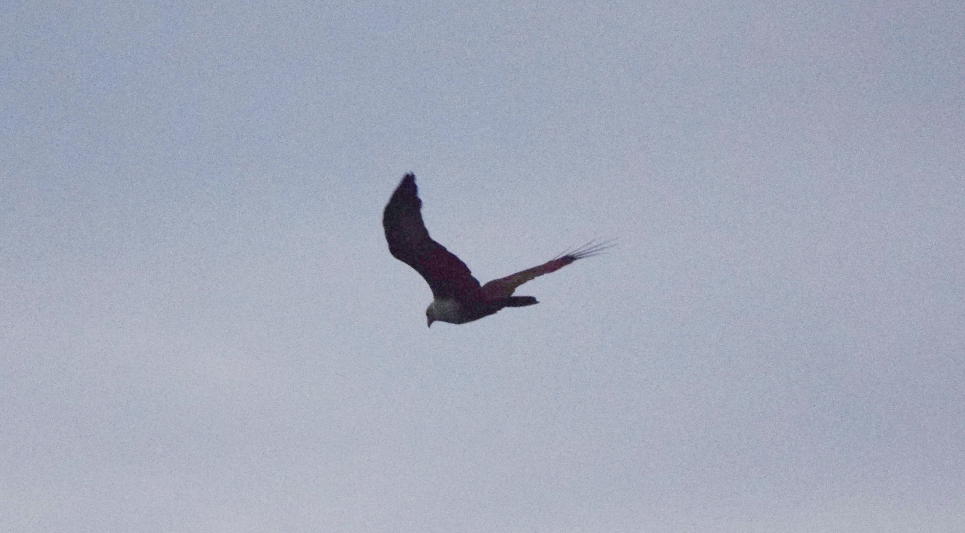 Brahminy Kite