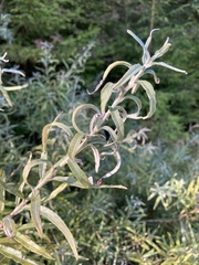 Salix eleagnos