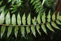 Cyathea madagascariensis