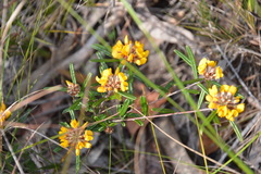 Pultenaea rosmarinifolia