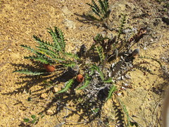 Banksia gardneri