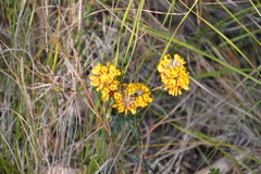 Pultenaea rosmarinifolia