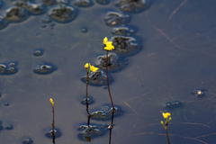 Utricularia geminiscapa