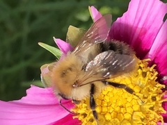 Bombus terrestris