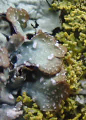 Punctelia stictica