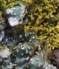 Punctelia stictica
