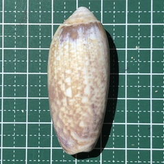 Oliva miniacea