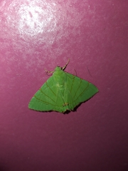 Eulepidotis viridissima