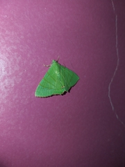 Eulepidotis viridissima