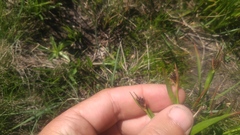 Luzula orestera