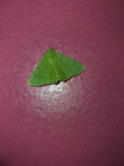 Eulepidotis viridissima