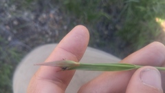 Luzula orestera