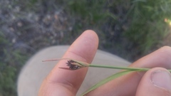 Luzula orestera