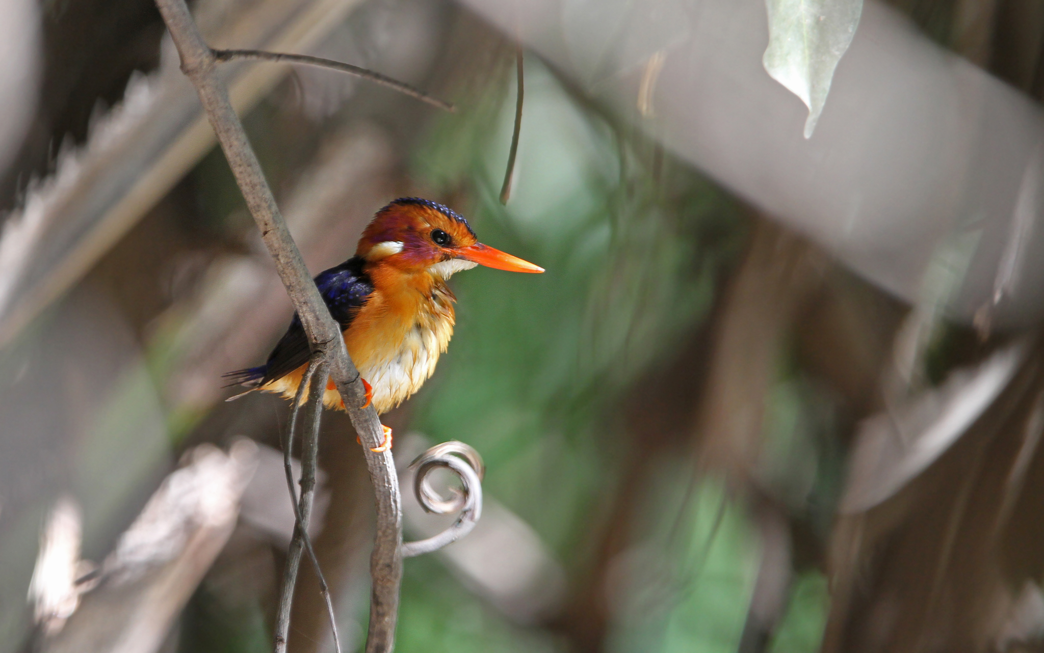 African Pygmy Kingfisher (Ispidina picta)