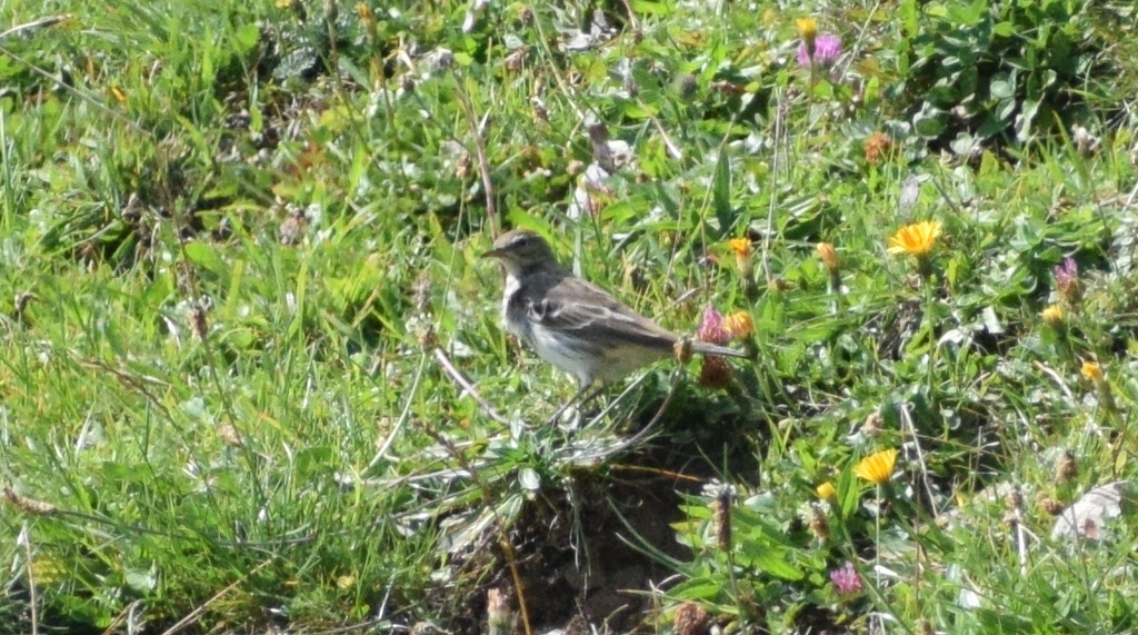 Water Pipit