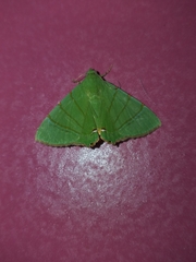 Eulepidotis viridissima