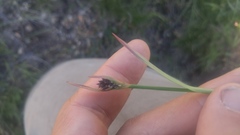 Luzula orestera