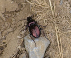 Pterostichus burmeisteri