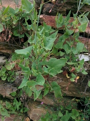 Rumex hastatus