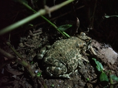 Bufotes viridis balearicus