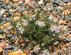 Felicia comptonii