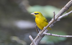 Ploceus brachypterus