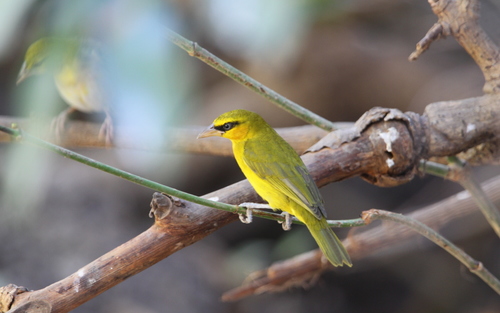 Olive-naped Weaver (Ploceus brachypterus), photo 1