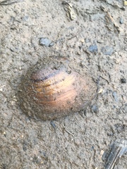 Ellipsaria lineolata