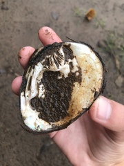 Ellipsaria lineolata