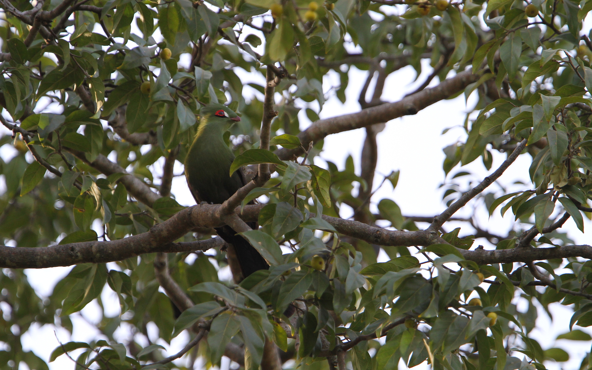 Guinea Turaco (Tauraco persa)