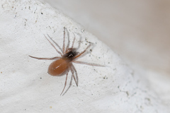 Robertus lividus
