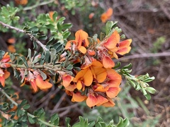 Pultenaea largiflorens