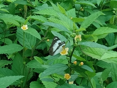 Appias epaphia epaphia