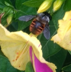 Xylocopa tabaniformis