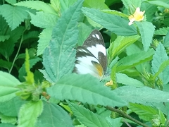 Appias epaphia epaphia