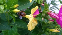 Xylocopa tabaniformis
