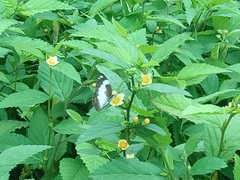 Appias epaphia epaphia