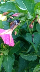 Xylocopa tabaniformis