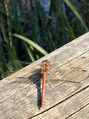 Sympetrum striolatum