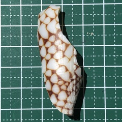 Conus bandanus image