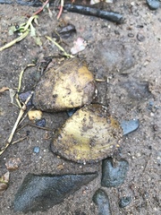 Ellipsaria lineolata