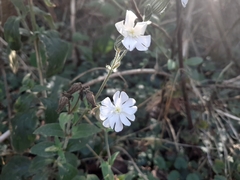 Silene latifolia