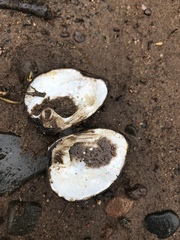 Ellipsaria lineolata