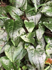 Asarum caudigerum
