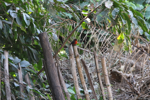Western Bluebill (Spermophaga haematina), photo 9