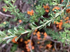 Pultenaea largiflorens