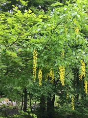 Laburnum