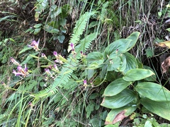 Tricyrtis lasiocarpa